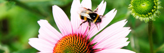 Bumble Bee on a flower